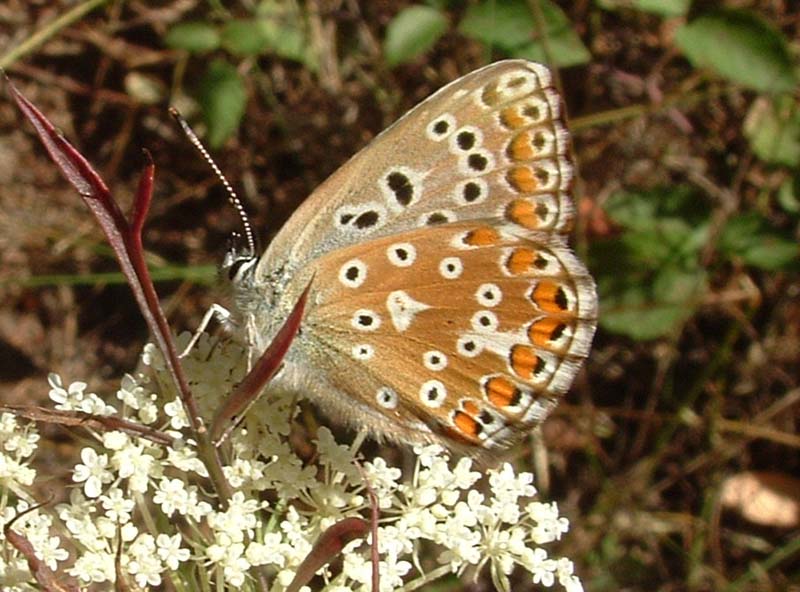 Polyommatus bellargus